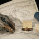 Fossil skull of Arktocara yakataga, an ancestor of the South Asian river dolphin recently discovered in the Smithsonian Museum of Natural History collection. Image: James Di Loreto, Smithsonian